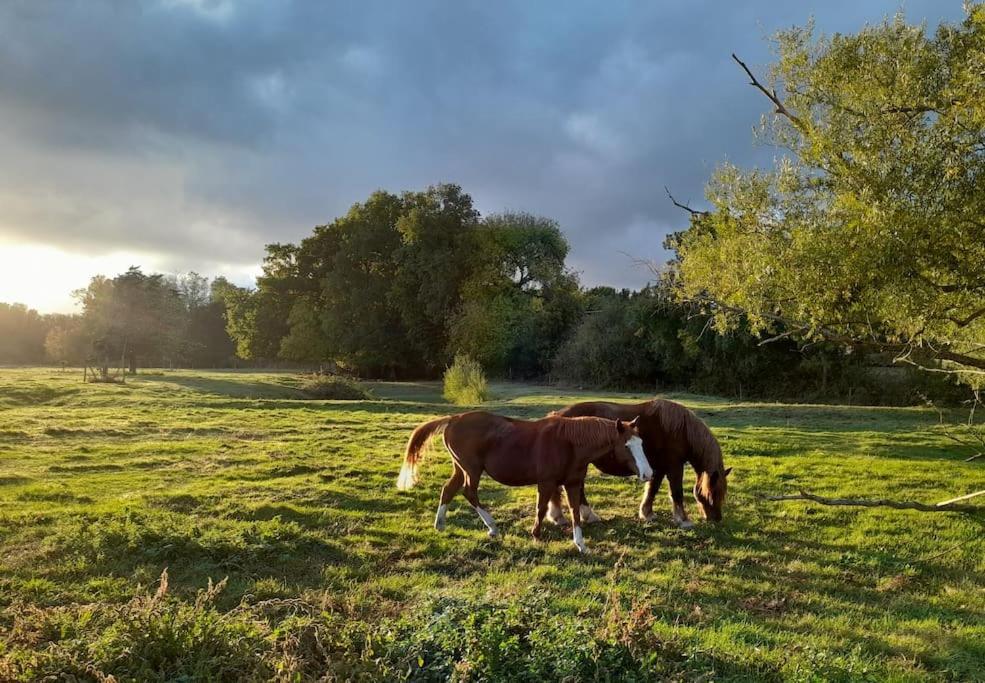 Gite En Bord De Loire Blaison-Saint-Sulpice Kültér fotó